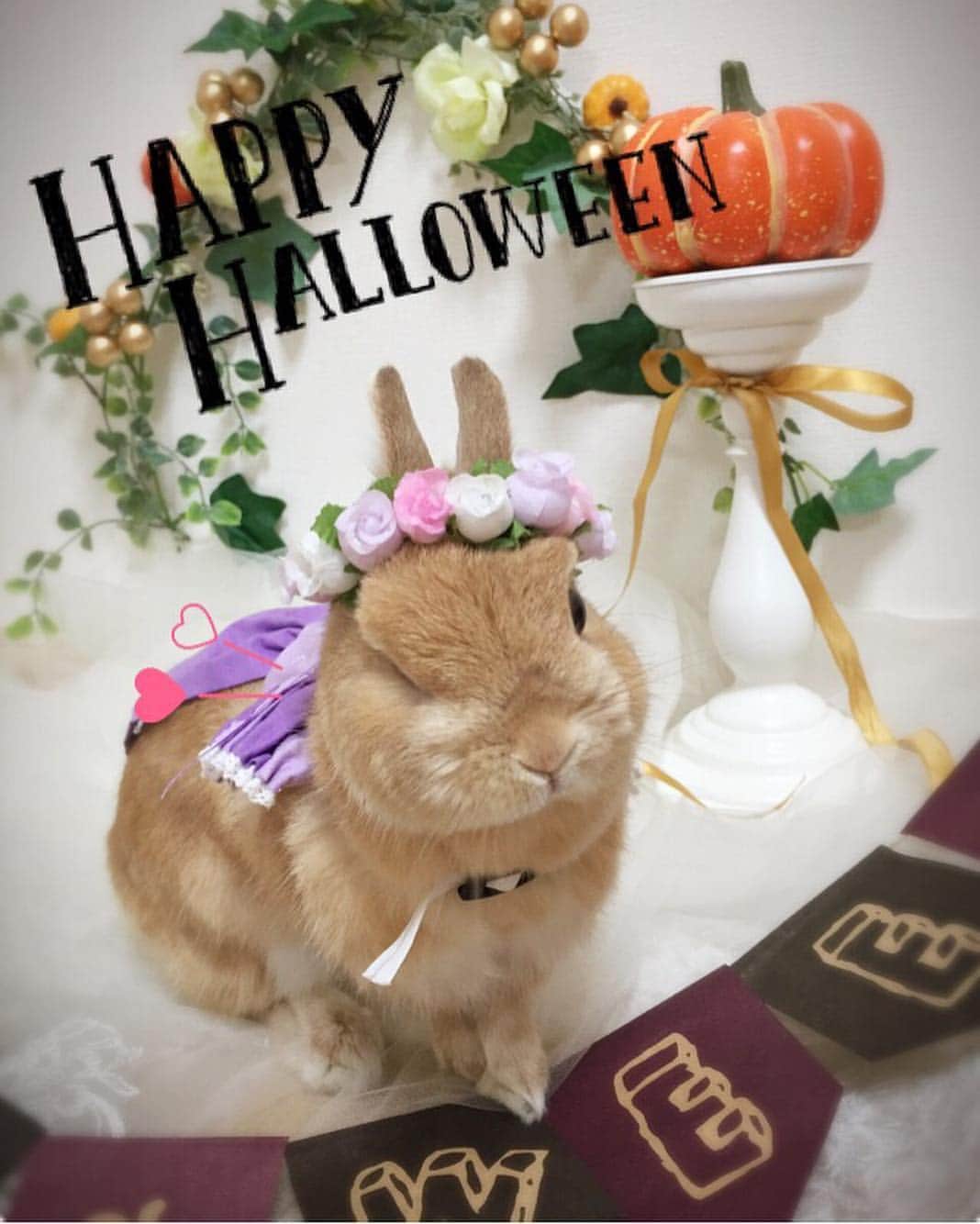 koume_chan__さんのインスタグラム写真 - (koume_chan__Instagram)「. ハッピーハロウィン🎃🍭♡ 奇跡のこうめウィンク（笑） . 良い1日を☺️ . . #うさぎ #うさぎさん #ふわもこ部  #ネザーランドドワーフ #ネザーランド #netherlandsdwarf  #rabbit #rabbitstagram  #rabbitlove #rabbitlovers #うさぎのいる暮らし #ペット #instagood #instafashion #instapet  #rabbitlove #ハロウィン #ハロウィンフォトブース #halloween」10月31日 8時03分 - koume_chan__