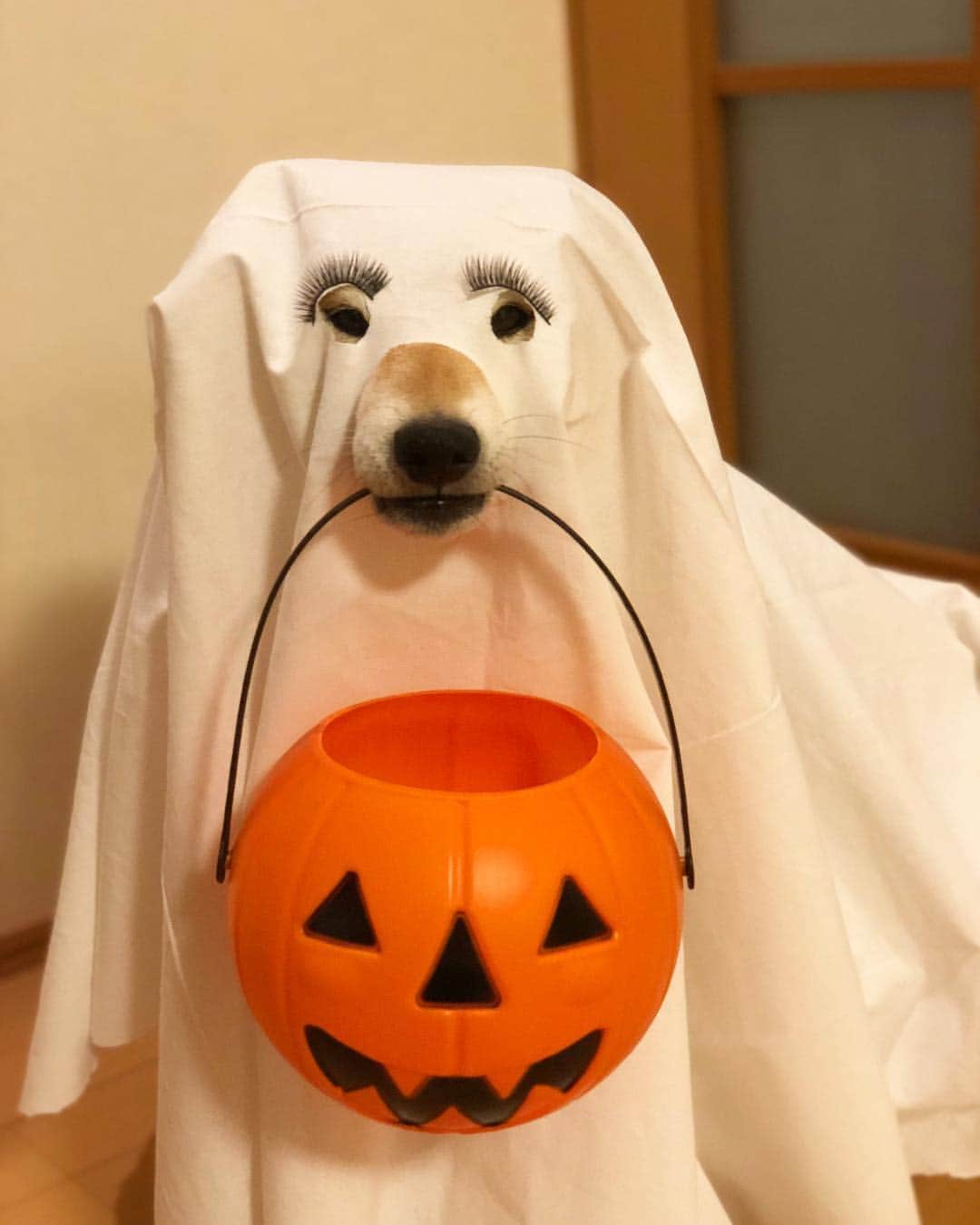 マロたんのインスタグラム：「👻Trick or treat!🎃 眉毛じゃないよ #shiba #shibainu #weeklyfluff #halloween #happyhalloween #ハロウィン」