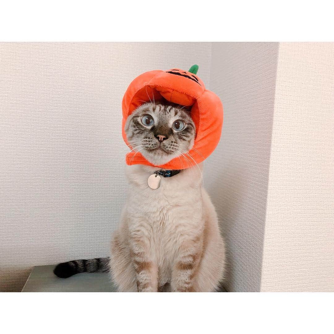 福咲れんのインスタグラム：「🎃👻🎃👻🎃👻🎃👻 #happyhalloween #うちのしまくん #うちのリンちゃん」