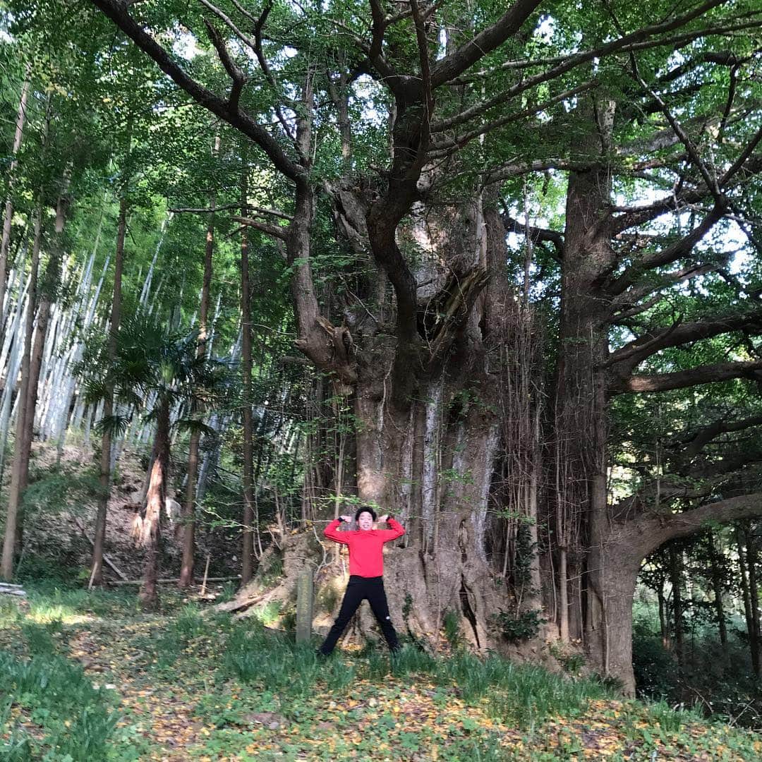 サンシャイン池崎さんのインスタグラム写真 - (サンシャイン池崎Instagram)「日本で二番目に大きなイチョウの木！！！！」10月31日 12時47分 - ikezaki_yeah