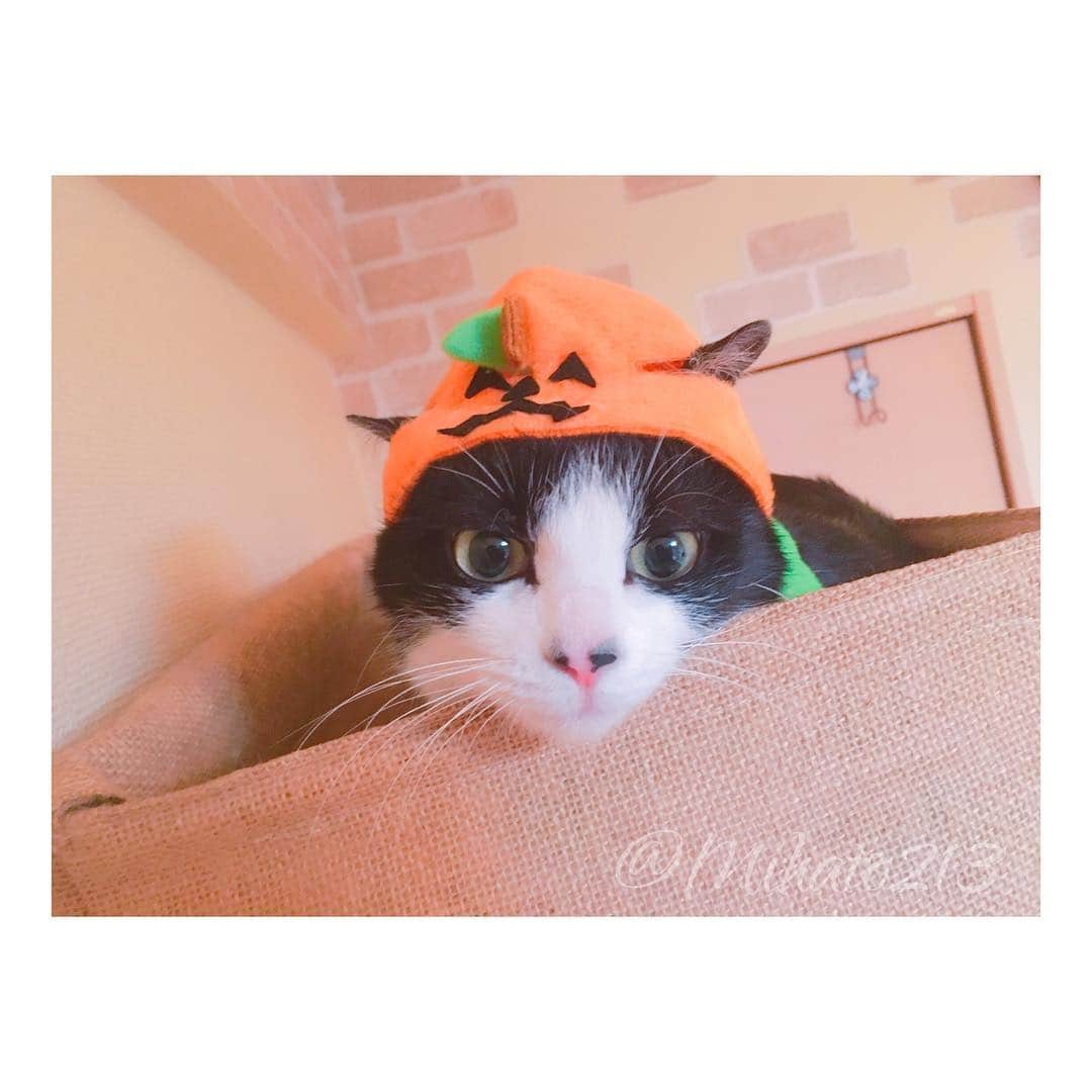 みはとさんのインスタグラム写真 - (みはとInstagram)「🎃おやつくれなきゃ いたずらしちゃうぞ🐾 ・ ハッピーハロウィン🍭 ・ ・ 最後すごい悪い顔してる。笑 ・ ・ #ハロウィン #にゃんこ #vivi #仮装猫 #にゃんすたぐらむ #nyanstagram #halloween  #おやつ #くれなきゃ #いたずらしちゃうぞ」10月31日 19時17分 - m2.13.0