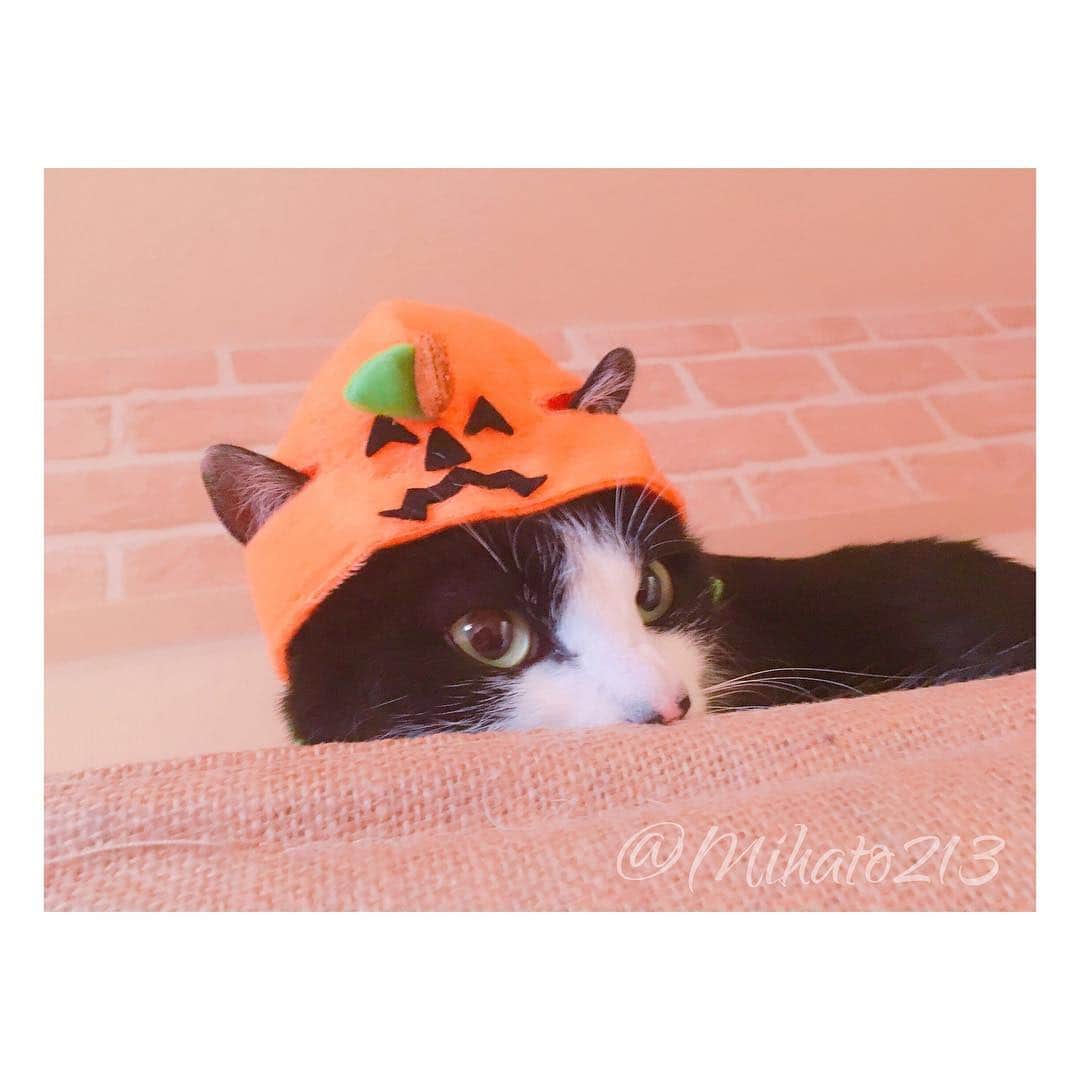 みはとさんのインスタグラム写真 - (みはとInstagram)「🎃おやつくれなきゃ いたずらしちゃうぞ🐾 ・ ハッピーハロウィン🍭 ・ ・ 最後すごい悪い顔してる。笑 ・ ・ #ハロウィン #にゃんこ #vivi #仮装猫 #にゃんすたぐらむ #nyanstagram #halloween  #おやつ #くれなきゃ #いたずらしちゃうぞ」10月31日 19時17分 - m2.13.0