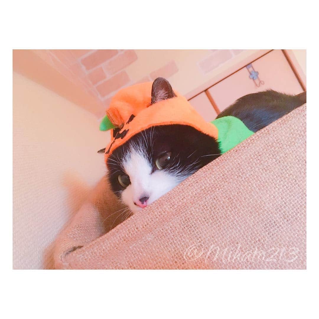 みはとのインスタグラム：「🎃おやつくれなきゃ いたずらしちゃうぞ🐾 ・ ハッピーハロウィン🍭 ・ ・ 最後すごい悪い顔してる。笑 ・ ・ #ハロウィン #にゃんこ #vivi #仮装猫 #にゃんすたぐらむ #nyanstagram #halloween  #おやつ #くれなきゃ #いたずらしちゃうぞ」
