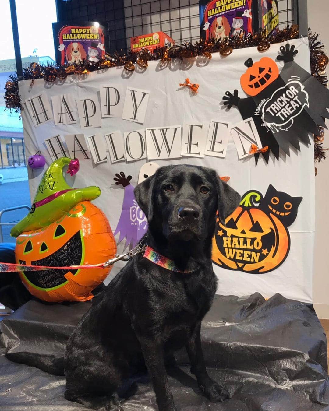 のインスタグラム：「🎃HAPPY HELLOWEEN🎃﻿ ﻿ ハロウィンの日に投稿しようと思ってた写真✨﻿ ﻿ 那須アウトレットに行った時にわんちゃんのお店で撮影スポットがあって♪﻿ モナちゃん良い顔してます☺️💕﻿ ﻿ 可愛いなぁ🐶❤️﻿ ﻿ ﻿ #Halloween #那須アウトレット #撮影スポット #愛犬 #ラブラドール #わんちゃん大好き」