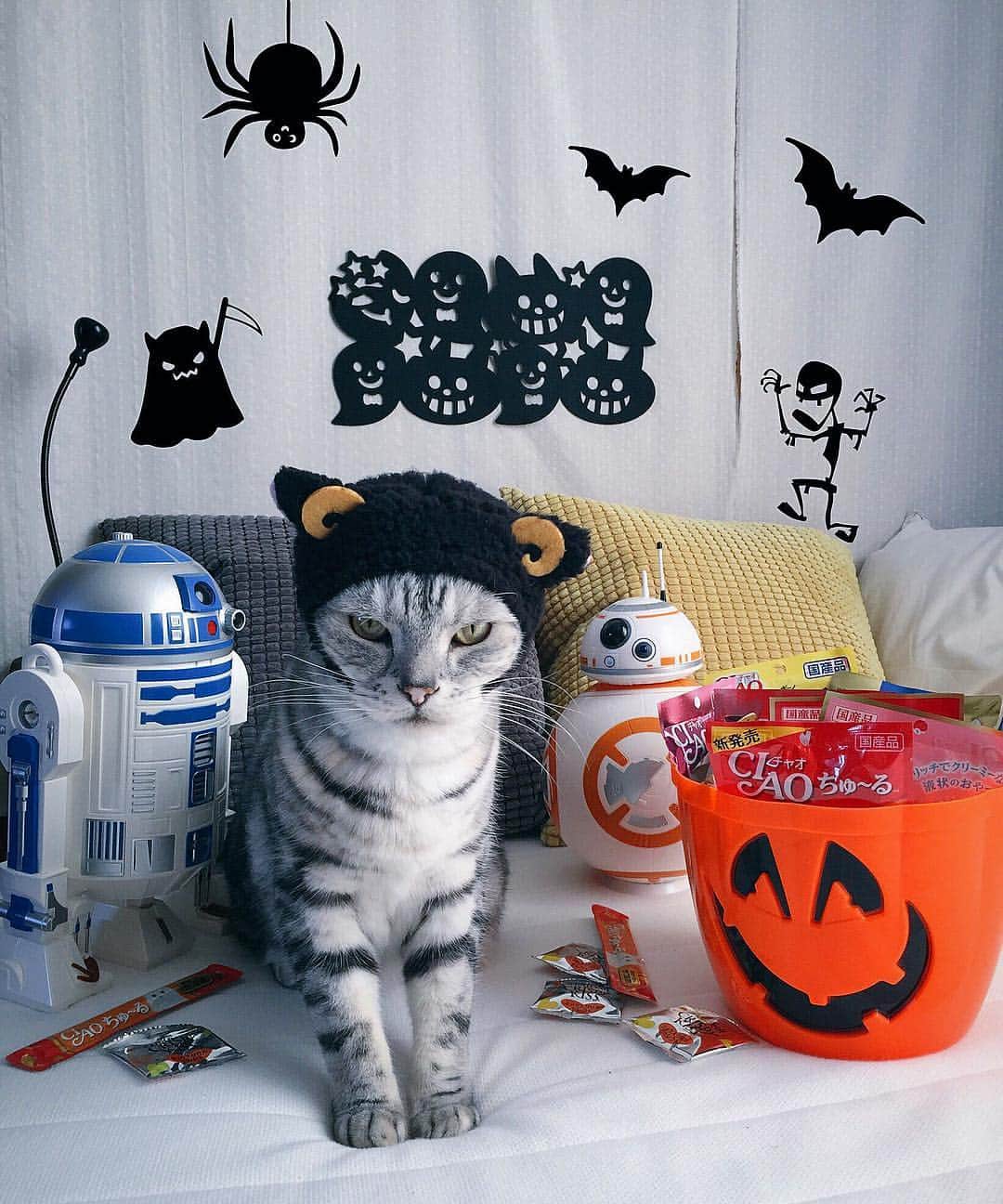のインスタグラム：「🕯🎃🎃🍬🍫🍪🕷🦇 ｱﾄﾑ🐱『マグロはいつ出てくんねんな』 #halloween #trickortreat #r2d2 #bb8」