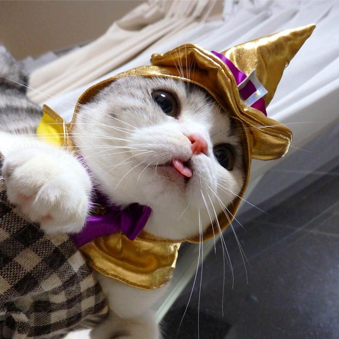 ⁽⁽◝( ˙ ꒳ ˙ )◜⁾⁾さんのインスタグラム写真 - (⁽⁽◝( ˙ ꒳ ˙ )◜⁾⁾Instagram)「すべりこみハロウィン🎃👻 ギリギリセーフ🧙‍♀️ ♪ #ハロウィン#ぺろり猫#猫#スコティッシュフォールド#cat#scottishfold」10月31日 23時00分 - yuumi_ame