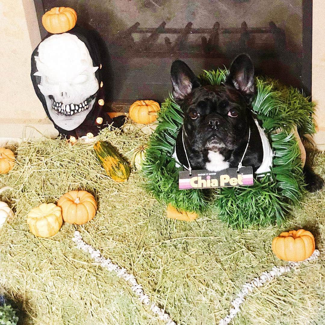 ミス・エイジア（レディー・ガガ）さんのインスタグラム写真 - (ミス・エイジア（レディー・ガガ）Instagram)「Hope everyone has a happy and safe Halloween! XoXo #happypuppyween」11月1日 12時44分 - missasiaxoxo