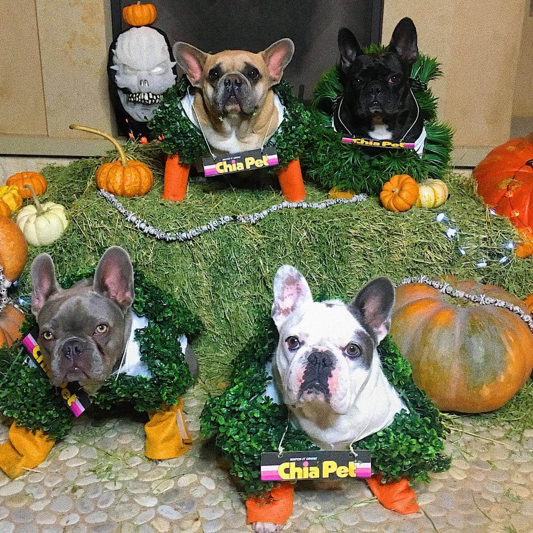 ミス・エイジア（レディー・ガガ）さんのインスタグラム写真 - (ミス・エイジア（レディー・ガガ）Instagram)「Hope everyone has a happy and safe Halloween! XoXo #happypuppyween」11月1日 12時44分 - missasiaxoxo