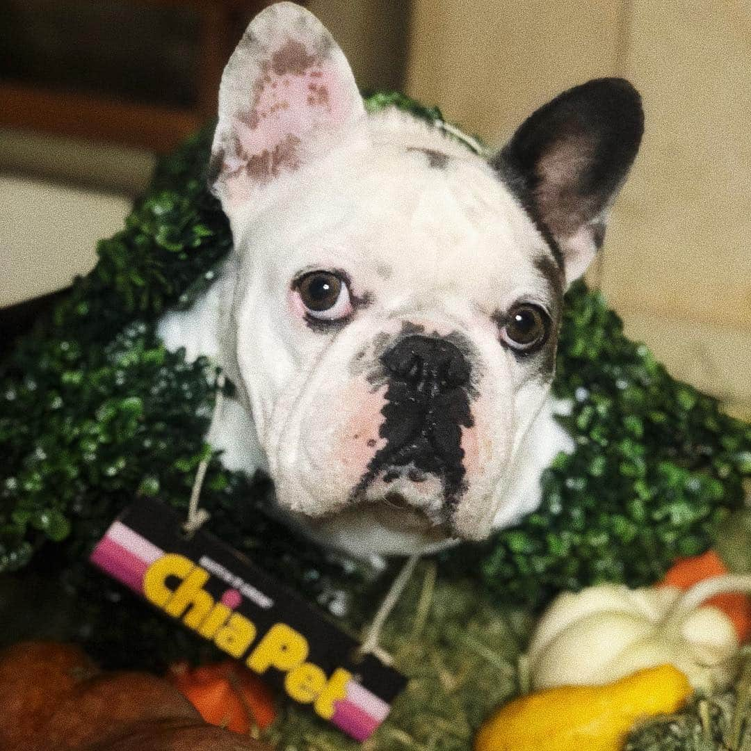 ミス・エイジア（レディー・ガガ）のインスタグラム：「Hope everyone has a happy and safe Halloween! XoXo #happypuppyween」