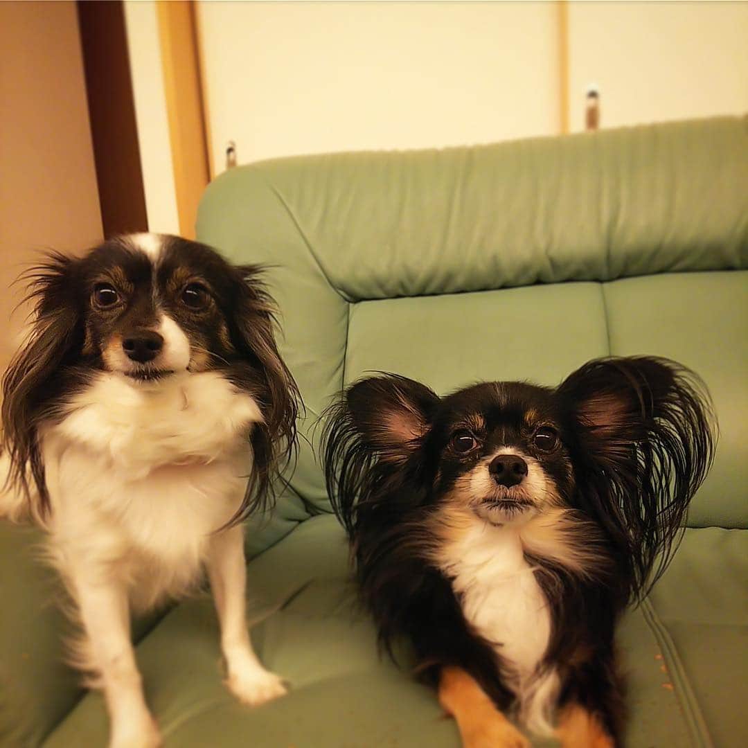 島津咲苗さんのインスタグラム写真 - (島津咲苗Instagram)「11月1日 犬の日 ということで、溺愛している従兄弟のワンコたちです🐶 ああ、なんでこんなに可愛いのでしょう。。。 #犬の日 #パピヨン #チワワ #犬好き #犬すたぐらむ #🐶 #島津咲苗」11月1日 22時20分 - sanae_shimazu