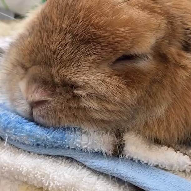 鈴華ゆう子のインスタグラム：「ぺたんこ。スヤァ #ホーランドロップ #うめ #うさぎ #rabbit」