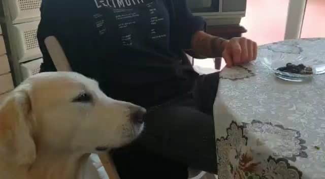 ギュルデニズ・オナルのインスタグラム：「Açken ben ben değilim 🤗😁❤ O kulaklar, o bakış 😍😄 #badem」