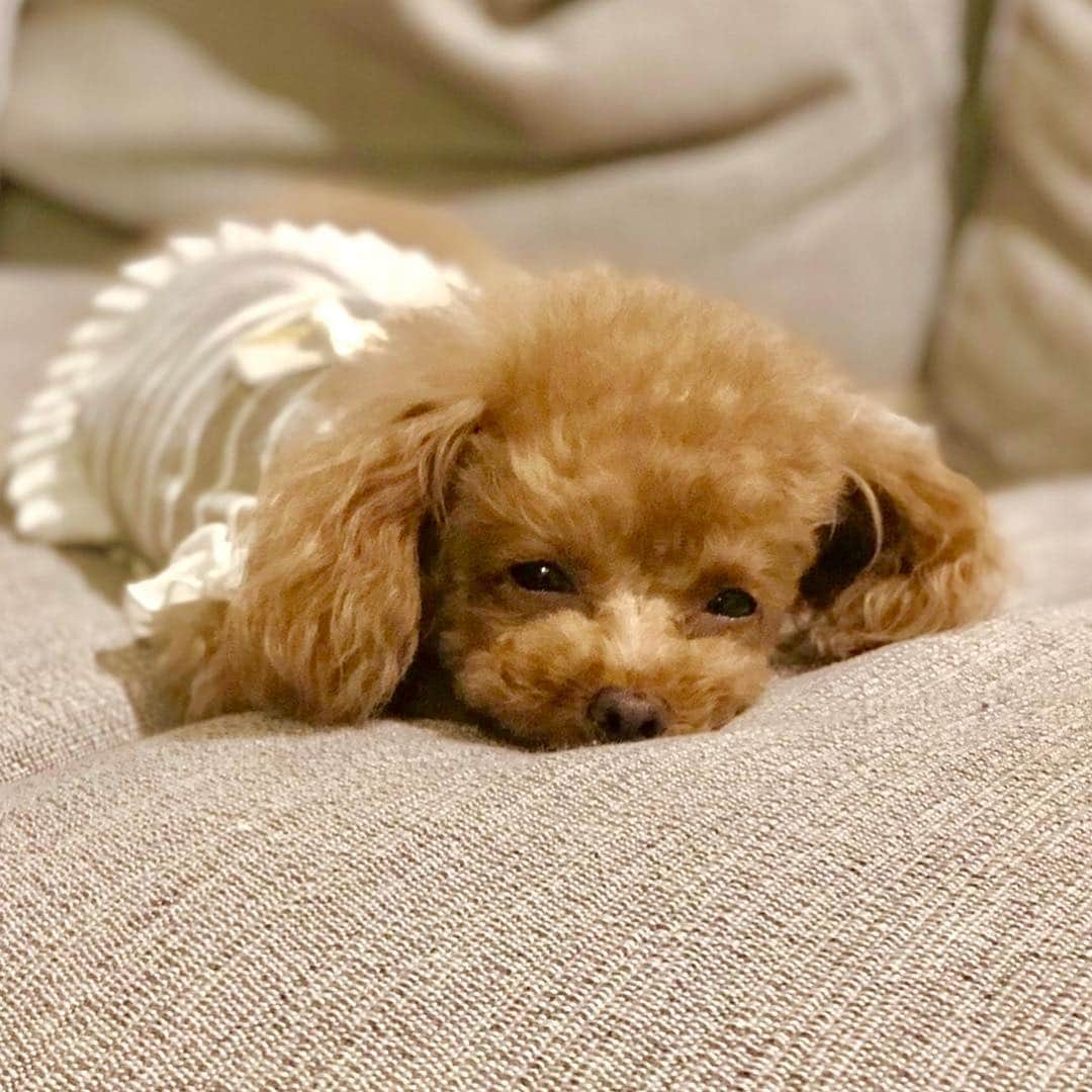 toshiyaotsuboさんのインスタグラム写真 - (toshiyaotsuboInstagram)「まったりシリーズ🐶☺️ おやすみなさ〜い✨ #プードル#トイプードル#ティーカッププードル#犬#poodle#teacuppoodle#toypoodle#dog#dogstagram#instadog#푸들#caniche#Pudel#貴婦狗#animalsco」11月1日 23時11分 - toshiyaotsubo