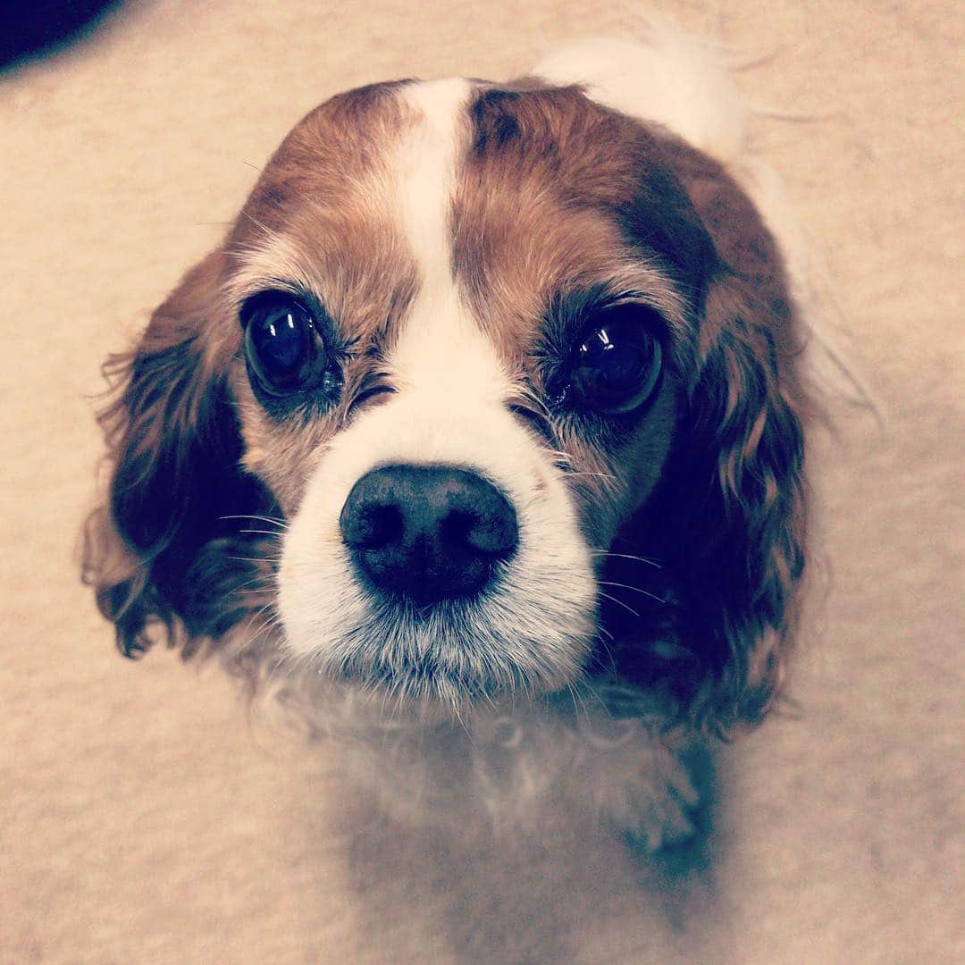 加藤千恵のインスタグラム：「犬の日なので犬写真。」