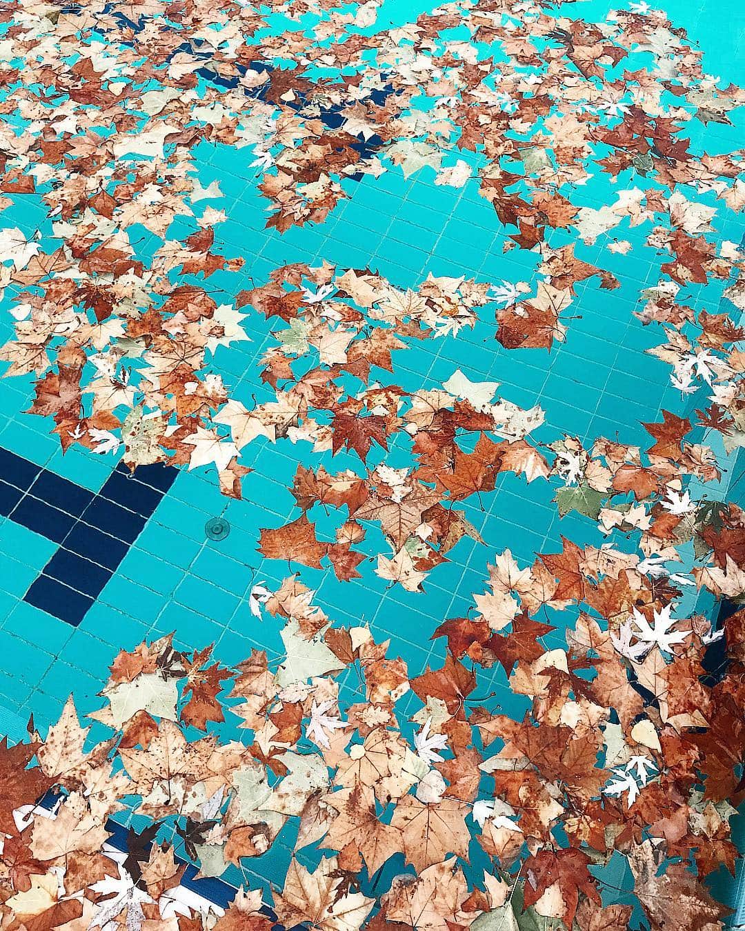 ズザンナ・ヤカボスのインスタグラム：「🍂」