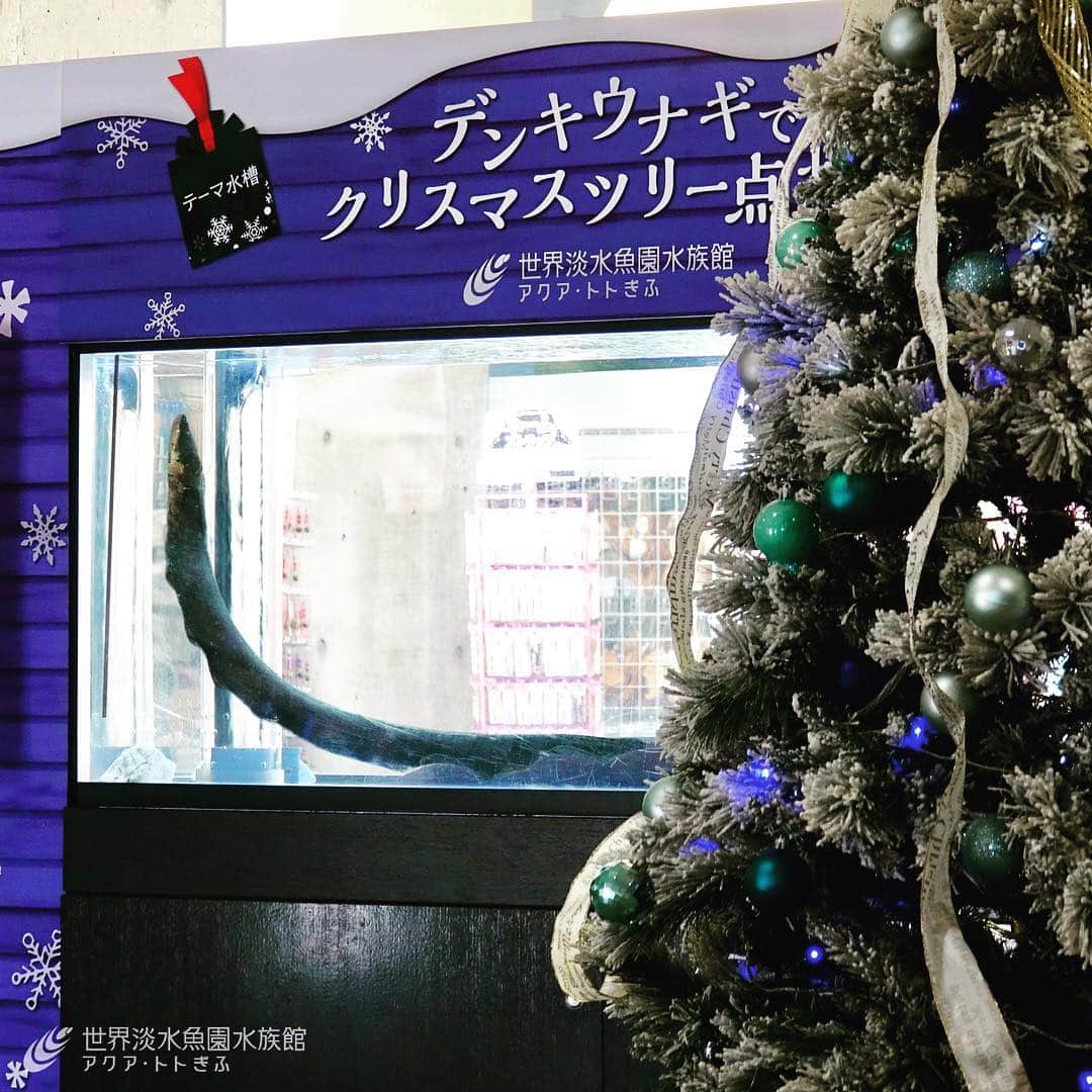世界淡水魚園水族館 アクア・トト ぎふのインスタグラム：「今年も登場❗️デンキウナギのクリスマスツリー🎄デンキウナギの放電を感知してイルミネーションが輝きます。オススメは土日祝日の13時からのデンキウナギの「お食事タイム」。ぜひご覧ください❗️ #アクアトト #アクアトトぎふ #アクアトト岐阜 #淡水魚 #デンキウナギ #electriceel」