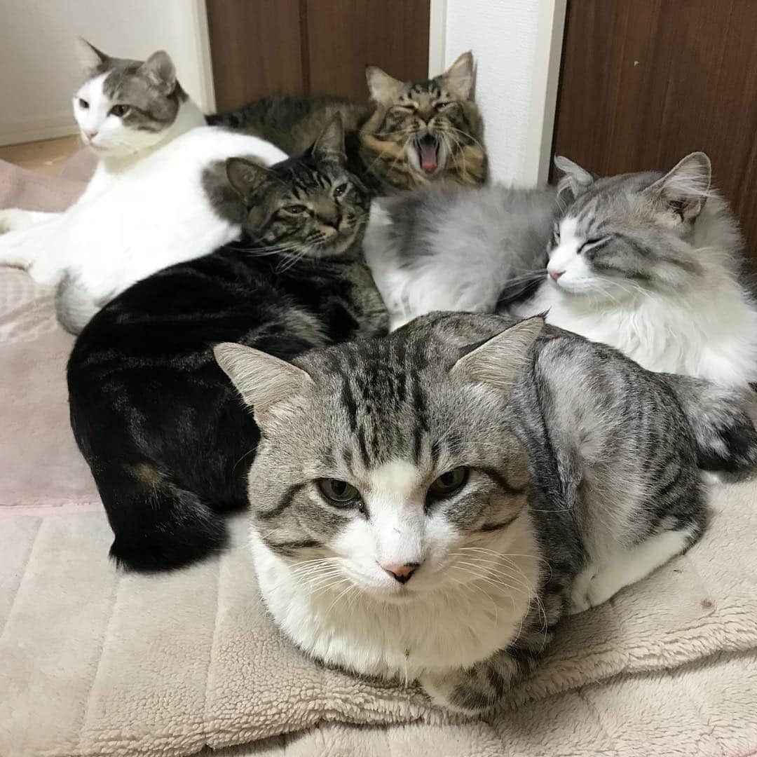 Nyankichi Noranekoさんのインスタグラム写真 - (Nyankichi NoranekoInstagram)「家族で昼寝中にゃり😪💤 I am taking a nap with my family 😪💤 kot #猫 #ネコ #cat #にゃんすたぐらむ #ニャンスタグラム #gato #ねこ部 #旅猫 #パトロール #ねこのきもち #ねこ自身 #お風呂 #ニャン吉」11月2日 12時24分 - noraneko_nyankichi