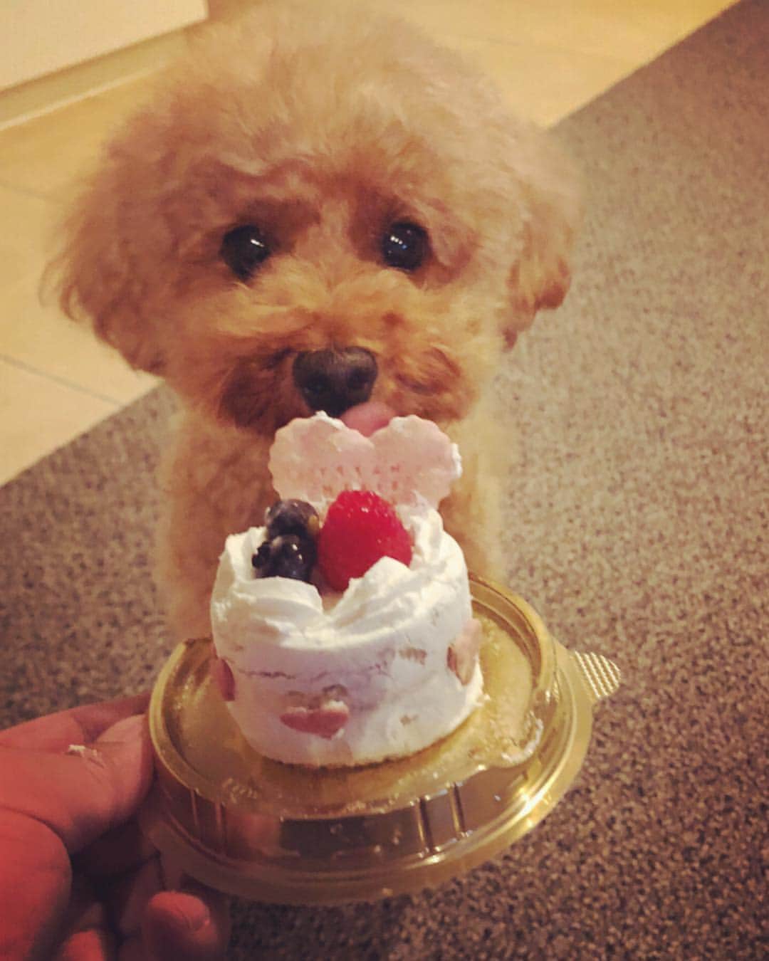 岩尾望さんのインスタグラム写真 - (岩尾望Instagram)「1500円のケーキを雑に食いちらかすつくし。」11月3日 8時07分 - iwaotsukushi