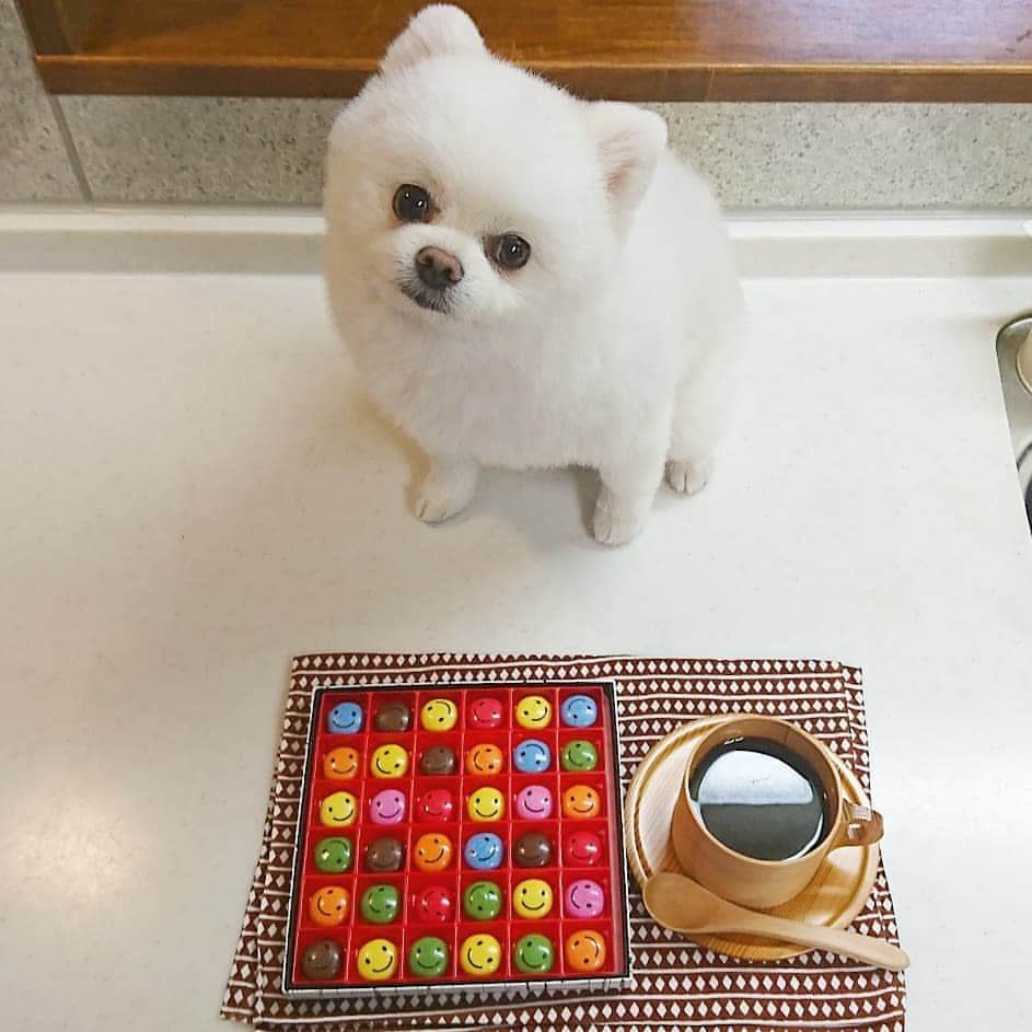 ニコちゃんさんのインスタグラム写真 - (ニコちゃんInstagram)「HEYらっちゃい🎵本日のポ茶は、ブルンジ産のお豆ちゃんとアンファンのニコちゃんマーブルやっほい🇧🇮☺️☕🐶🎶 #本日のポ茶 #ポ茶 #ポcafe #cafe #ナガハマコーヒー #ブルンジ産コーヒー #マーブルチョコ #ニコちゃんマーブル #enfant #enfanttokyoparis #アンファン #頂き物 #ありがとう #ポメリズム #ポメラニアン #白ポメ #pomeranian」11月3日 13時23分 - nico_susukita