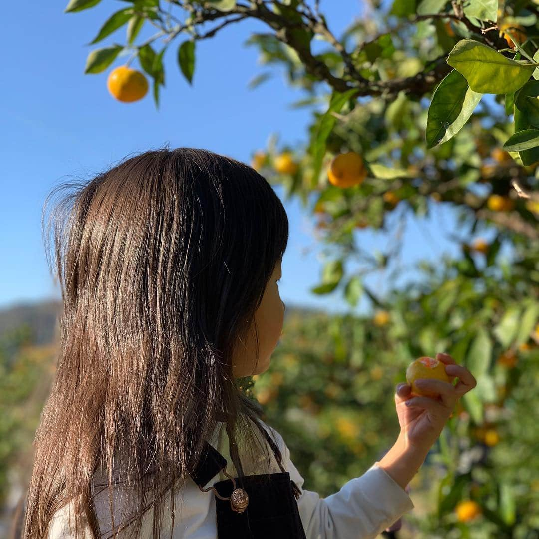 林マオさんのインスタグラム写真 - (林マオInstagram)「みかん狩りきました🍊 いい天気〜！！ 暑いくらいです💦 甘酸っぱくて美味しいけど、 口内炎にしみる〜😂😂」11月3日 14時24分 - maohayashi_ytv