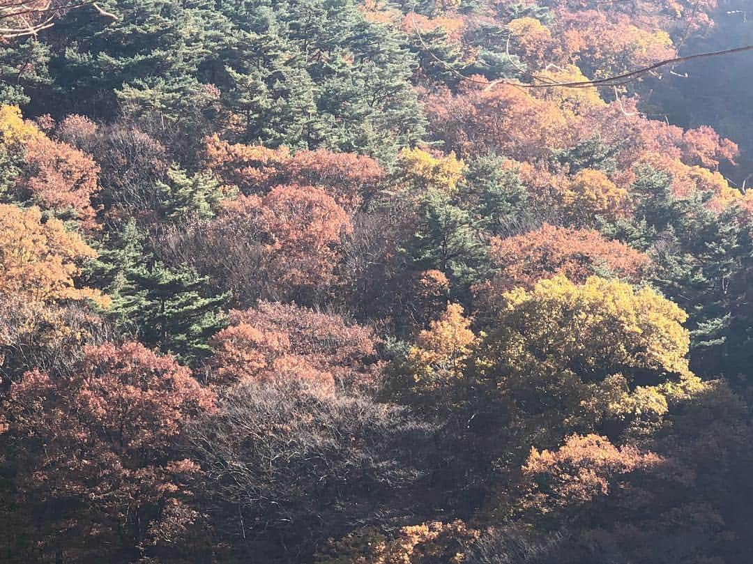 ハン・ヒョジュさんのインスタグラム写真 - (ハン・ヒョジュInstagram)「Autumn leaves 🍁stay with me more #autumn #leaves #dontgo#staywithme🍂🍁🌾」11月3日 14時39分 - hanhyojoo222