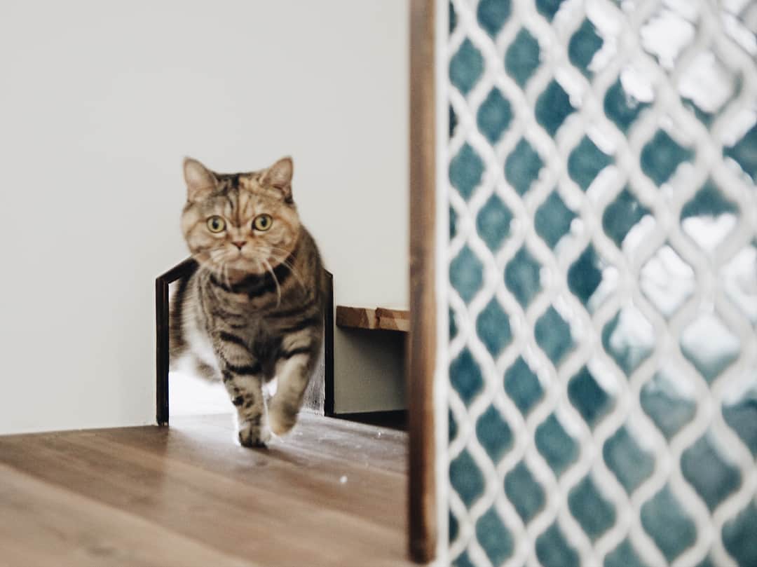 のインスタグラム：「ねこちゃん...！ とても真剣に猫穴をくぐってました。 ーーー #猫の木 #ねこのいる生活 #ねこ穴 #猫穴 #猫トンネル #リビングインテリア #カフェインテリア #カフェ風インテリア #猫との暮らし #猫と暮らす  #マンションインテリア #マンションリノベーション  #eightdesign #エイトデザイン ##interior #lifestyle #家具 #インテリア  #ライフスタイル #renovation #リノベーション #鶴舞 #名古屋」