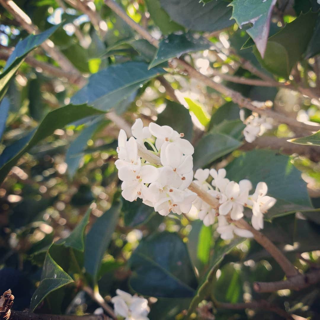 向山志穂さんのインスタグラム写真 - (向山志穂Instagram)「Very nice fragrant flowers😍💞 立ち止まってしまうくらいの良い香り🌸🌸 1、2枚目の白いお花でヒイラギモクセイというお花です。 近くを通る度に幸せな気持ちと癒しの時間が流れます…✴✴ 普段からキンモクセイのお花の香りが好きでキンモクセイのお花が入っているフレグランスを使っているくらい大好きな香り😊💗 ヒイラギモクセイはキンモクセイよりちょっぴり爽やかな香りで甘い香り💓 お家の周りには秋のお花が咲いていたり、春に咲くチューリップの球根も植えられていました😌 娘も私も大好きなお花👏 お花には心を癒してくれる素敵なパワーがあります😌 お家に飾るだけで癒し効果があるのでオススメです😊🌸🌸💗 #ヒイラギモクセイ」11月3日 19時22分 - shihoo9o6