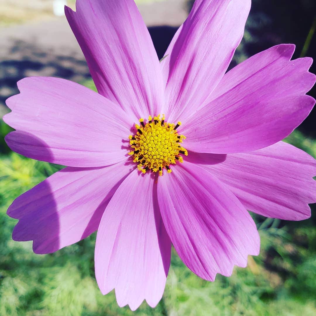 向山志穂さんのインスタグラム写真 - (向山志穂Instagram)「Very nice fragrant flowers😍💞 立ち止まってしまうくらいの良い香り🌸🌸 1、2枚目の白いお花でヒイラギモクセイというお花です。 近くを通る度に幸せな気持ちと癒しの時間が流れます…✴✴ 普段からキンモクセイのお花の香りが好きでキンモクセイのお花が入っているフレグランスを使っているくらい大好きな香り😊💗 ヒイラギモクセイはキンモクセイよりちょっぴり爽やかな香りで甘い香り💓 お家の周りには秋のお花が咲いていたり、春に咲くチューリップの球根も植えられていました😌 娘も私も大好きなお花👏 お花には心を癒してくれる素敵なパワーがあります😌 お家に飾るだけで癒し効果があるのでオススメです😊🌸🌸💗 #ヒイラギモクセイ」11月3日 19時22分 - shihoo9o6