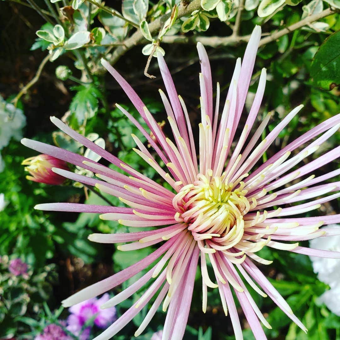 向山志穂さんのインスタグラム写真 - (向山志穂Instagram)「Very nice fragrant flowers😍💞 立ち止まってしまうくらいの良い香り🌸🌸 1、2枚目の白いお花でヒイラギモクセイというお花です。 近くを通る度に幸せな気持ちと癒しの時間が流れます…✴✴ 普段からキンモクセイのお花の香りが好きでキンモクセイのお花が入っているフレグランスを使っているくらい大好きな香り😊💗 ヒイラギモクセイはキンモクセイよりちょっぴり爽やかな香りで甘い香り💓 お家の周りには秋のお花が咲いていたり、春に咲くチューリップの球根も植えられていました😌 娘も私も大好きなお花👏 お花には心を癒してくれる素敵なパワーがあります😌 お家に飾るだけで癒し効果があるのでオススメです😊🌸🌸💗 #ヒイラギモクセイ」11月3日 19時22分 - shihoo9o6