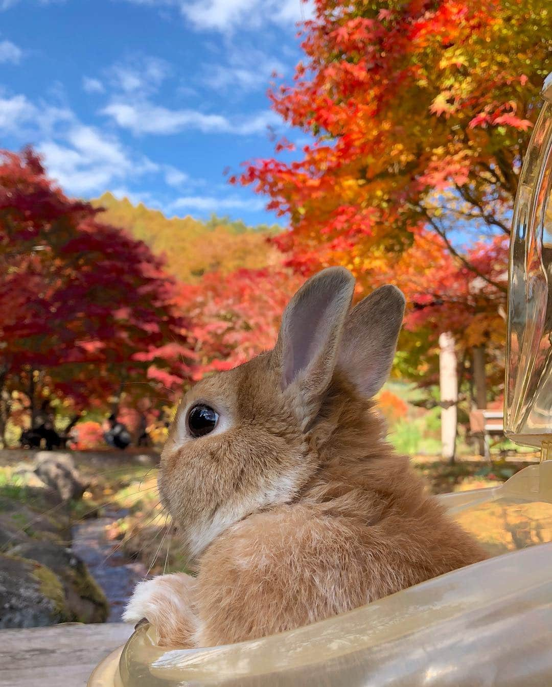 ラン?さんのインスタグラム写真 - (ラン?Instagram)「真っ赤だな～( •ᴗ•)*♪🍁 ☆ キャリーからひょっこりはんI˙꒳​˙) ☆ #出早公園 #長野県 #紅葉 #もみじ #うさぎ #ネザーランドドワーフ #rabbit #bunny #bunnystagram  #rabbitstagram  #cute  #かわいい #ふわもこ部  #もふもふ  #zip写真部  #アニマル写真部 #instagramjapan #netherlanddwarf #うさぎと暮らす  #うさぎのいる暮らし #癒し #kawaii #ランちゃん  2018.11.03」11月4日 0時23分 - mofumofuusako