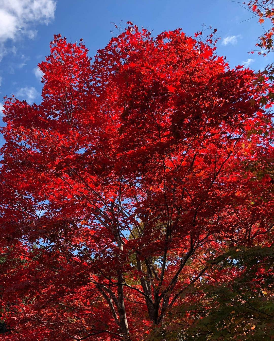 ラン?さんのインスタグラム写真 - (ラン?Instagram)「真っ赤だな～( •ᴗ•)*♪🍁 ☆ キャリーからひょっこりはんI˙꒳​˙) ☆ #出早公園 #長野県 #紅葉 #もみじ #うさぎ #ネザーランドドワーフ #rabbit #bunny #bunnystagram  #rabbitstagram  #cute  #かわいい #ふわもこ部  #もふもふ  #zip写真部  #アニマル写真部 #instagramjapan #netherlanddwarf #うさぎと暮らす  #うさぎのいる暮らし #癒し #kawaii #ランちゃん  2018.11.03」11月4日 0時23分 - mofumofuusako