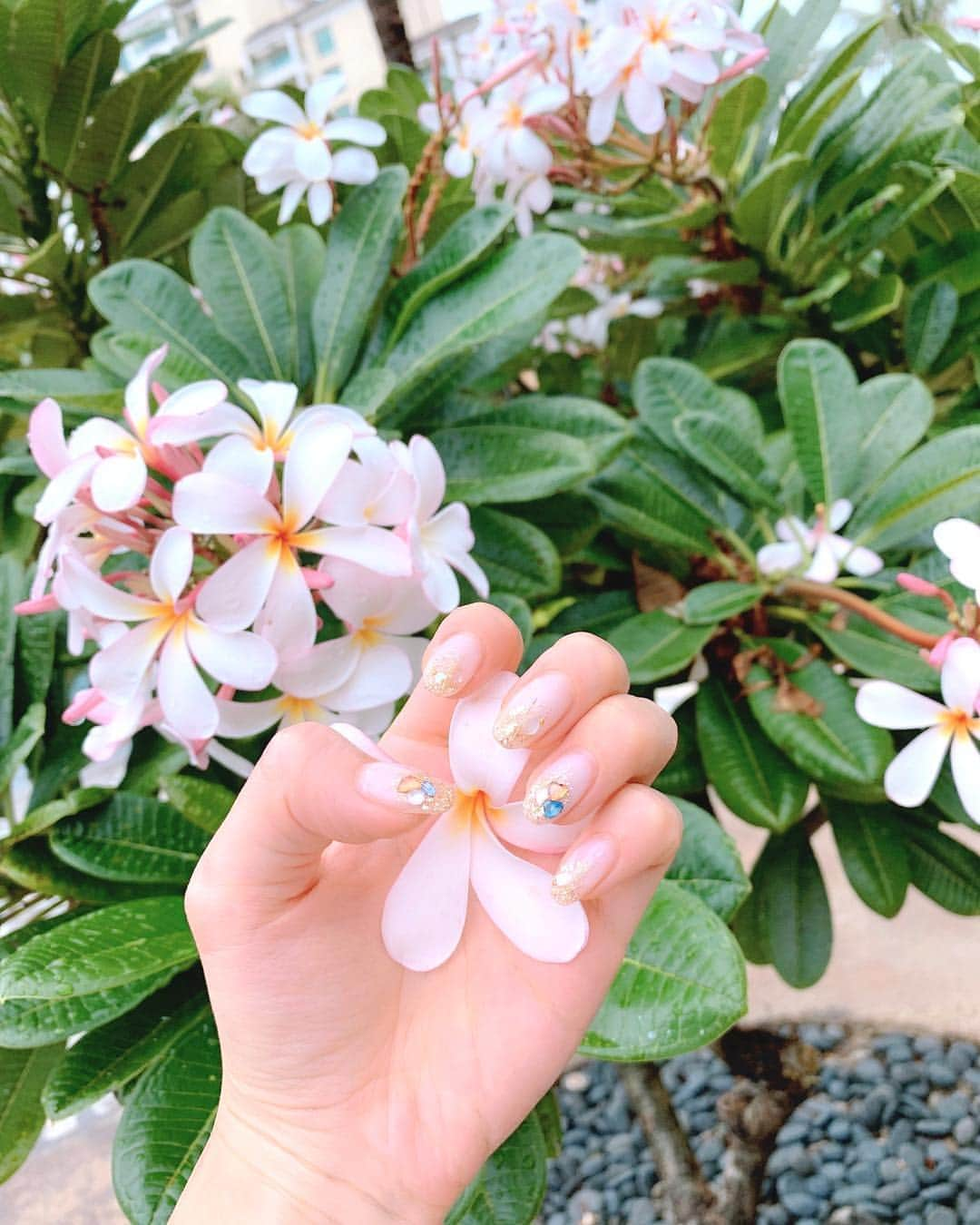 西村笑花さんのインスタグラム写真 - (西村笑花Instagram)「💅 ・ ・ きらきらにしてもらいました☺️❤︎ 可愛いっ💓 #えみかさんネイル #いつもありがとうございます #💅#きらきら #キラキラネイル #清楚ネイル #nail #nails #newnails #plumerias」11月4日 8時11分 - emika_nishimura