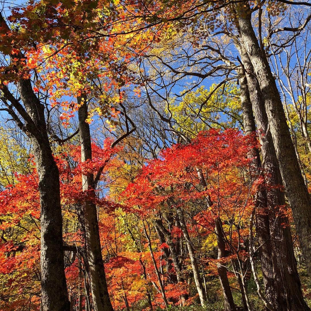 辻 よしなりさんのインスタグラム写真 - (辻 よしなりInstagram)「先日、紅葉をどうしても見たくて突然キャンカーに乗り、栃木県の奥鬼怒温泉郷へ行ってきました！360度色彩パノラマ、大自然の美しさを堪能！！！ しかし、逆に自然の恐ろしさも垣間見なければいけませんでした！関東地方を襲った、あの台風24号の爪痕が無残にもあちらこちらに残っているではありませんか！本当にいたるところに 「倒木や落石！」 我々夫婦が歩いた数日前には通行禁止になっていたほど、信じられない光景がそこかしこに見受けられました。このまま、異常気象の下、どでかい台風が毎年やってきたら、今回のような散策もできなくなるかも、と真剣に感じた次第です。紅葉狩りという日本の文化までもが無くなってしまうのではないかと、かなり心配になってきます。 行って帰って4時間、もちろん温泉(加仁湯温泉)に浸かって幸せ満喫も忘れませんでしたよ〜〜(^^) #キャンピングカー  #奥鬼怒温泉郷 #加仁湯温泉 #倒木  #落石 #異常気象 #オーブ #往復4時間」11月5日 1時30分 - yoshinari_tsuji