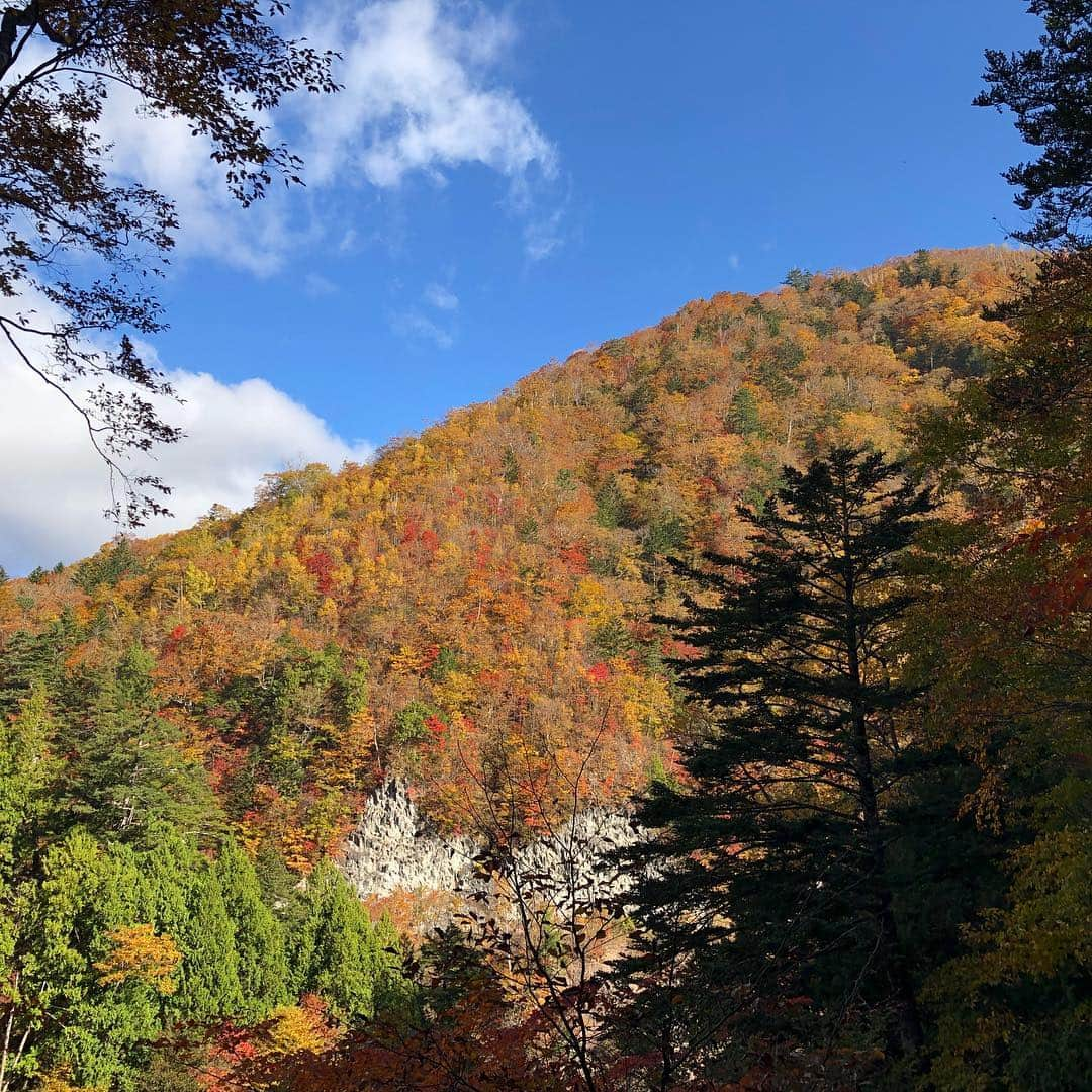 辻 よしなりさんのインスタグラム写真 - (辻 よしなりInstagram)「先日、紅葉をどうしても見たくて突然キャンカーに乗り、栃木県の奥鬼怒温泉郷へ行ってきました！360度色彩パノラマ、大自然の美しさを堪能！！！ しかし、逆に自然の恐ろしさも垣間見なければいけませんでした！関東地方を襲った、あの台風24号の爪痕が無残にもあちらこちらに残っているではありませんか！本当にいたるところに 「倒木や落石！」 我々夫婦が歩いた数日前には通行禁止になっていたほど、信じられない光景がそこかしこに見受けられました。このまま、異常気象の下、どでかい台風が毎年やってきたら、今回のような散策もできなくなるかも、と真剣に感じた次第です。紅葉狩りという日本の文化までもが無くなってしまうのではないかと、かなり心配になってきます。 行って帰って4時間、もちろん温泉(加仁湯温泉)に浸かって幸せ満喫も忘れませんでしたよ〜〜(^^) #キャンピングカー  #奥鬼怒温泉郷 #加仁湯温泉 #倒木  #落石 #異常気象 #オーブ #往復4時間」11月5日 1時30分 - yoshinari_tsuji