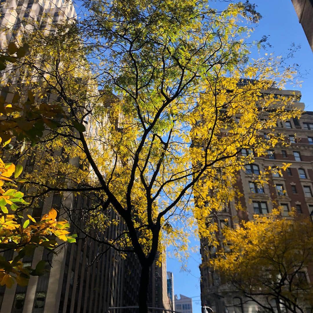 高嶋ちさ子さんのインスタグラム写真 - (高嶋ちさ子Instagram)「ニューヨークに長男と二人旅。念願のホットドック歩き食べが出来て、ニューヨーカー気分。紅葉も綺麗な大好きな季節。 昨日と今日は日本が世界に誇る#久石譲 先生のコンサートが#カーネギーホール  両日即日完売との事。凄いな〜。」11月5日 0時25分 - chisakotakashima