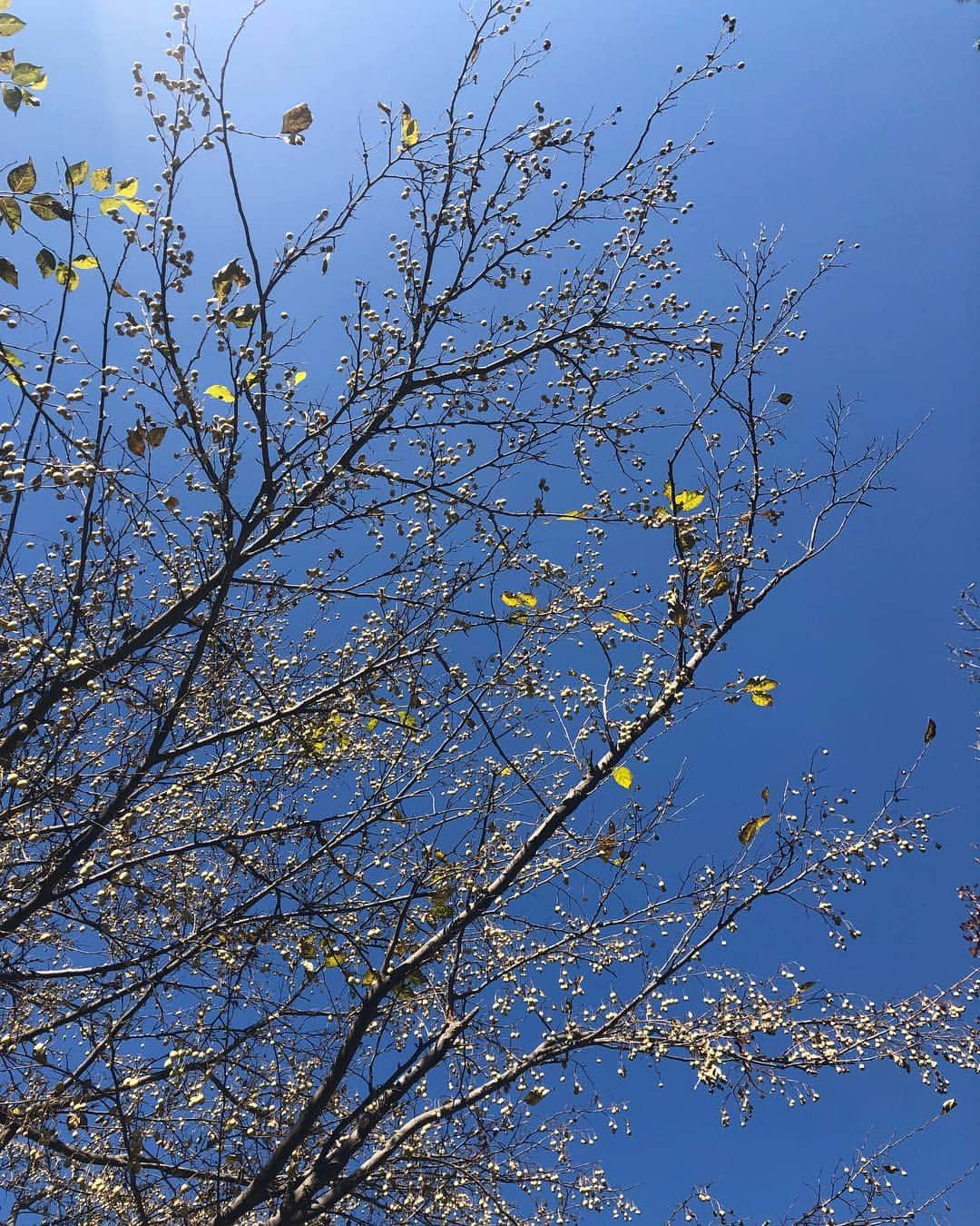 ハン・ヒョジュさんのインスタグラム写真 - (ハン・ヒョジュInstagram)「#beautiful#korea#nofilter#autumn」11月4日 17時23分 - hanhyojoo222