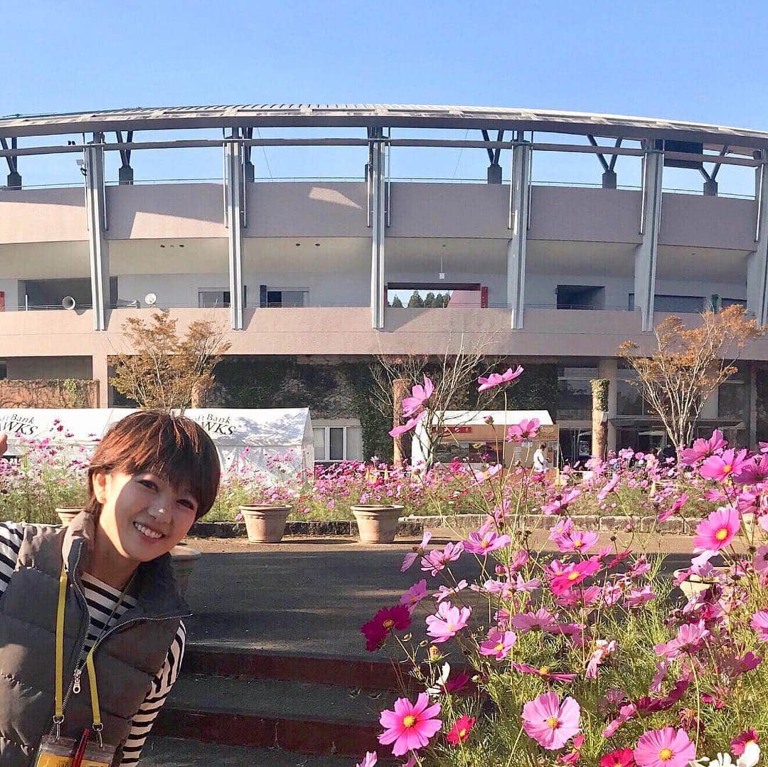 のインスタグラム：「. . ホークス、２年連続日本一🎉テレビで試合や祝勝会を観ながら、改めて今季の闘いや取材を思い返して…こみあげるものがありました！！！選手、監督、コーチ陣、ファンの皆様、改めておめでとうございます‼️✨ . . そんな…日本一に王手のかかった昨日と今日、私は #ガンガンホークスcheckgo の取材で宮崎、生目の杜で行われている秋季キャンプへ⚾️二軍、三軍の若鷹が、基礎の基礎、土台づくりに汗を流していました！！！ . .それぞれ来季にかける強い思いを持って、練習にのぞんでいます。コーチの皆さんも一段と力が入っていました！！！ . 自分なりに、どうしたら結果が残せるのか考えて考え抜いて、それをやり続けること…取材していたあるコーチから言われました。 . 来季、この秋季キャンプで汗を流す若鷹が一人でも多く飛躍の年になりますように。そして、ビールかけの🍻笑顔の輪の中にいますように！！！！後悔なくやれますように！！！！ . この取材とインタビューの模様は、JCOMとFOXで放送中の #ガンガンホークス で是非チェックゴーしてください🙆‍♂️⚾︎✨✨✨ JCOMは放送されている地域で観られます！FOXは契約すれば全国で観られます⚾︎宣伝。笑 . . #sbhawks #福岡ソフトバンクホークス #OFFICENOIR」
