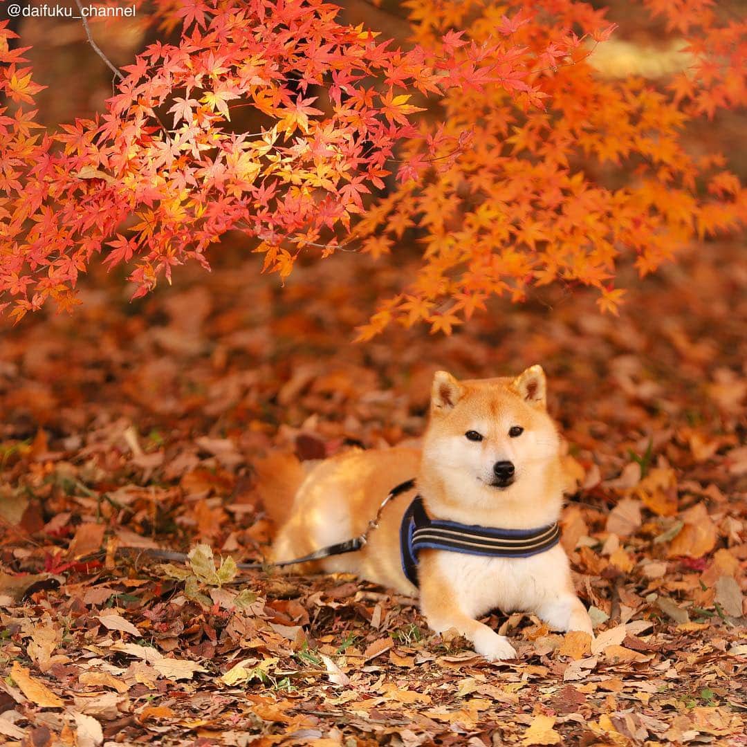だいふくさんのインスタグラム写真 - (だいふくInstagram)「柴犬だいふくの全力秋ぱーと9🍁 まー、だいふくは赤い色といえば、肉の色だけども。食欲の秋ね😆 autumns🍂🌾😘 #全力秋 #紅葉 #楓」11月4日 21時53分 - daifuku_channel