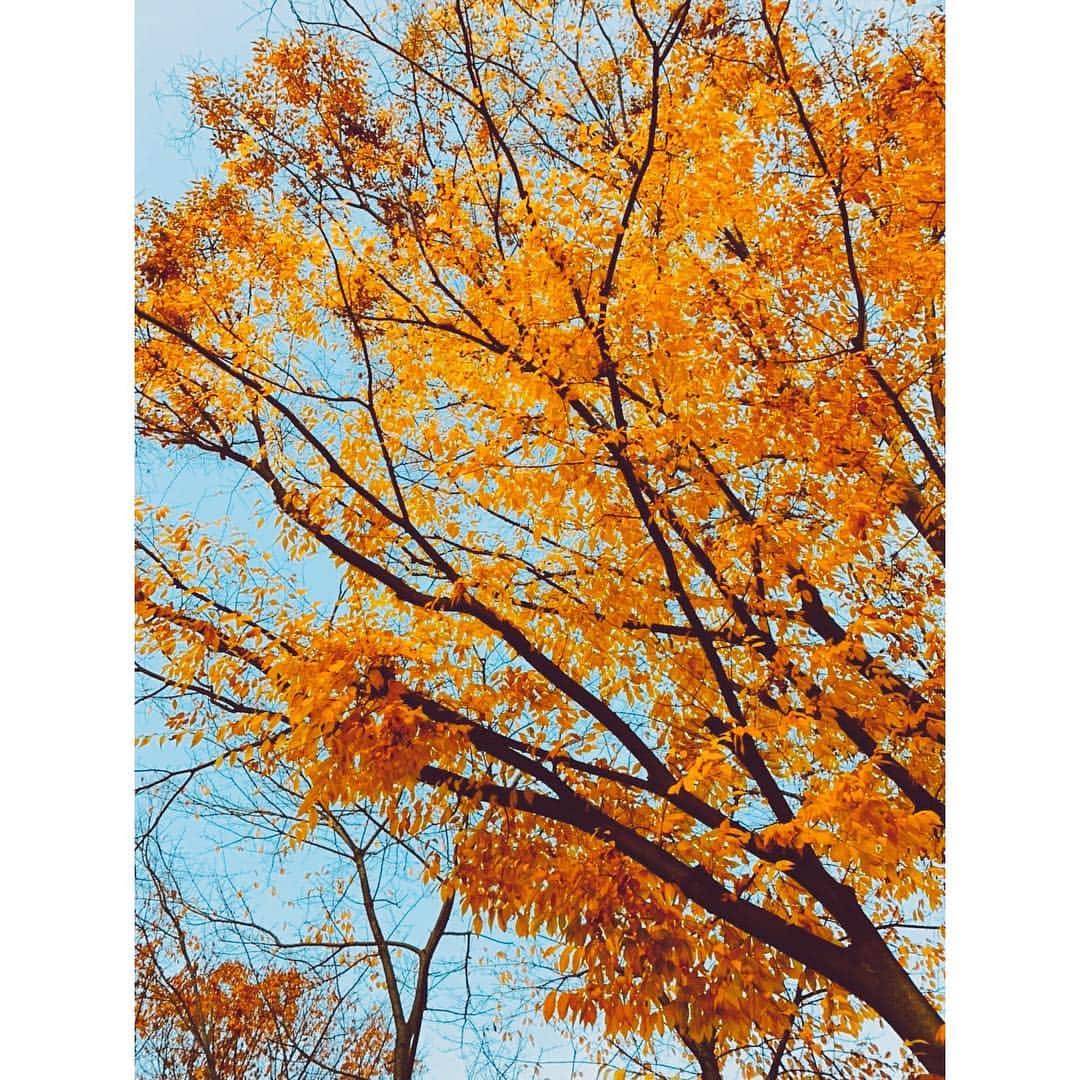 チョン・ユミのインスタグラム：「가득하게 가을하다. 🍂🧡」
