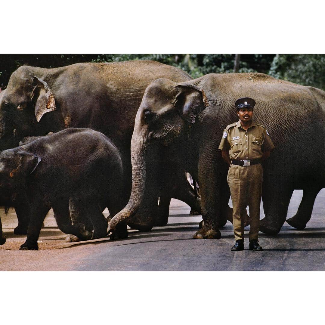 スティーブ・マカリーさんのインスタグラム写真 - (スティーブ・マカリーInstagram)「A policeman stands guard as elephants cross the road at an elephant orphanage, #SriLanka, 1995.」11月4日 23時55分 - stevemccurryofficial