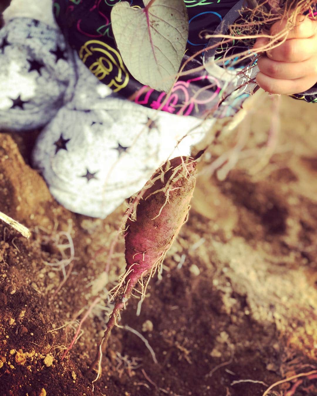 釈由美子さんのインスタグラム写真 - (釈由美子Instagram)「ソレイユの丘に遊びに行ったとき、サツマイモ掘り🍠もしました☺️✨ 初めての体験に 最初はよくわからなくて固まってた息子でしたが、 お芋が土から顔を出すと「わぁ〜✨👀」と興味津々でした✨🍠 大好きな「やさいさん」という絵本の 「やさいさん、やさいさんだあれ？」 「すっぽーん、さつまいもさん🍠😆」のフレーズを親子で言い合って掘ったり 「おおきなかぶ」の絵本の 「うんとこしょ、どっこいしょ！」ってかけ声をかけながら引っこ抜いたり、 汗びっしょりになりながら 夢中で引っこ抜いている息子が微笑ましかったです☺️💕 野菜の収穫体験は清里でも 夏の旅行でトウモロコシ🌽やナス🍆やトマト🍅をもいで楽しんだことがあります。 息子にはお野菜がどんな風にできてるか、目で見て触れて収穫する体験を通して、食べ物に感謝する気持ちを育んでもらいたいと思います✨🌱 #ソレイユの丘 #サツマイモ掘り #私も子どもの時以来 #大人でも楽しめる #🍠は小さいのばっかりだったけど笑 #息子にはちょうどいい #息子は長靴持参です(^^) #昨日、主人の実家に持って行って #みんなで美味しく頂きました😋 #数日寝かすともっと美味しくなるらしい」11月5日 7時02分 - yumikoshaku