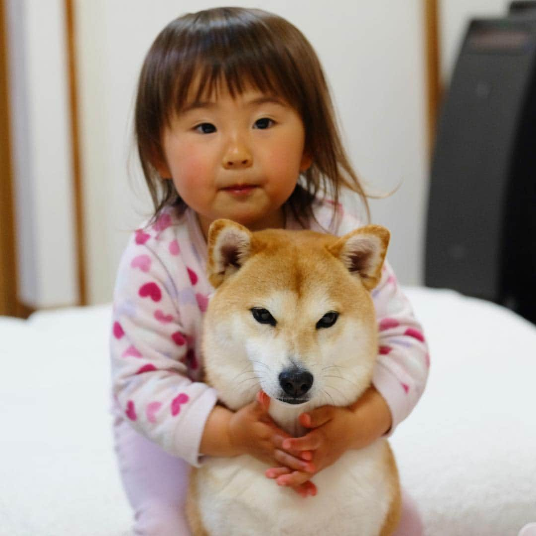 Moguさんのインスタグラム写真 - (MoguInstagram)「. まあまあ仲良しなの。 love #昨年の冬 . @the_shiba_mogu  #柴犬 #shibainu #shiba#赤柴 #redshiba#犬 #dog#わんダフォ#しばいぬ#nannydog#犬と子供#子供と犬#柴犬と子供」11月5日 11時45分 - the_shiba_mogu