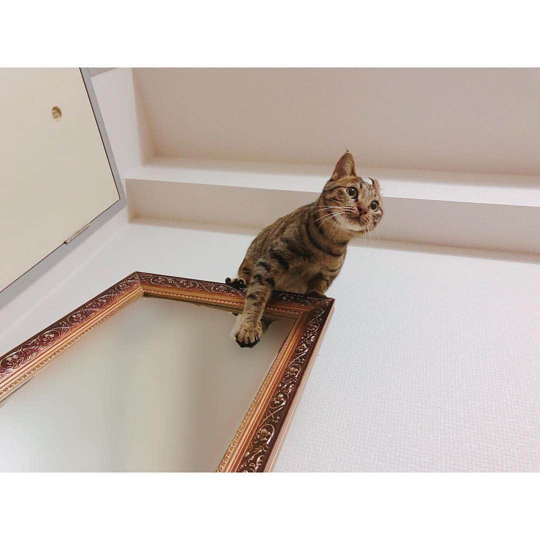 福咲れんのインスタグラム：「楽しそうでなにより…  #そこ好きよねぇ #鏡汚れるから勘弁してください #うちのリンちゃん」