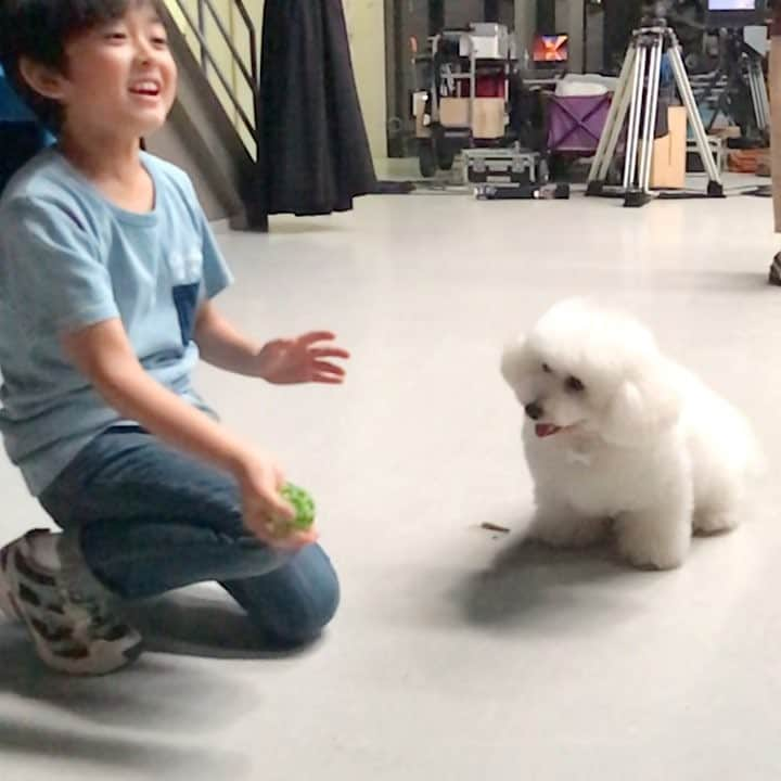 テレビ朝日「僕とシッポと神楽坂」のインスタグラム：「#大地 と仲良しの #ダイキチ 🐶2人で遊んでるんだ〜❣️ もふもふ☁️☁️もふもふ☁️☁️もふもふ☁️☁️ #僕とシッポと神楽坂 #僕坂 #相葉雅紀 #広末涼子 #趣里 #小瀧望 #イッセー尾形 #矢村央希 #ダイキチ #オギ #💚 #僕がついてるよ」