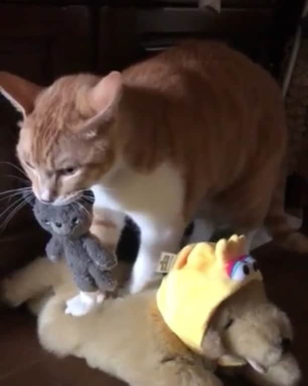 のインスタグラム：「おばあちゃん家の猫が 可愛すぎてこの動画毎日見ちゃう🐱💓 #猫 #ぴーちゃん #猫が猫くわえて #犬をマッサージ (笑) #ペット」