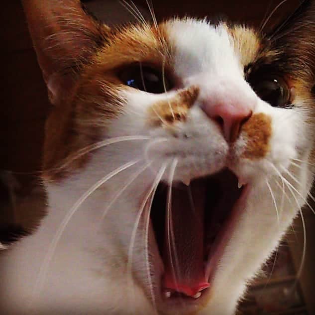 出口博之のインスタグラム：「見続けるとあくび誘発される  #つくね #ねこ #猫 #あくび #何をどうやっても眠い #一日中寝たい」