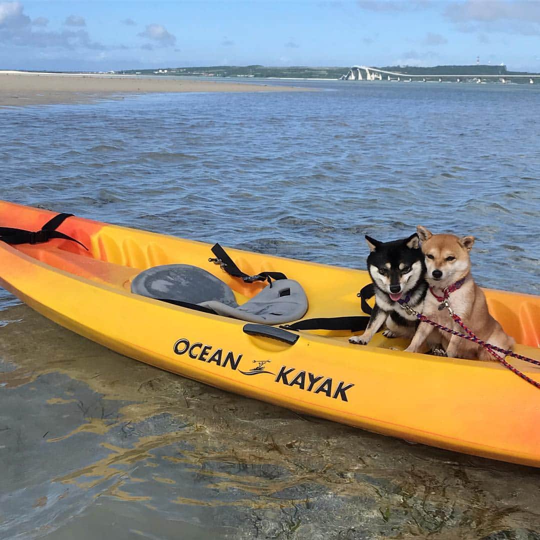 のインスタグラム：「We enjoyed sea kayaking😆‼️🏝 シーカヤックで干潮の時だけ現れる幻の島へ😆‼️🏝 砂の島で周りは全面海だからノーリードでも安全安心❤️ ️ #宮古島 #幻の島ユニ #宮古ブルー #シーカヤック#seakayaking  #ナンバーワンフォトpeco2018  #dogtrip  #犬連れ旅行 #dogtravel  #柴犬ライフ#pecoいぬ部 #shiba_snap  #blue#旅行 #柴犬#shiba #shibainu #shibastagram #いぬすたぐらむ #pecoいぬ部 #犬バカ部 #shibainumag_feature #instafollow #dogoftheday  #🐕📷 #theshibasociety #mameshiba  #柴#proudshibas #cutepets #柴犬マニア」