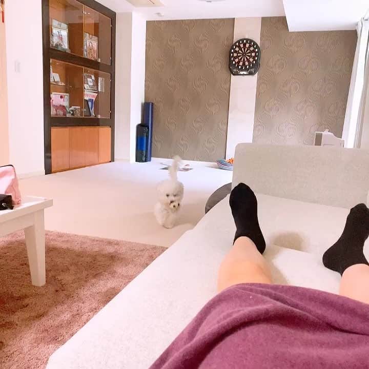 ハナマサのインスタグラム：「なげてなげて攻撃 #ビションフリーゼ #hanamasagram #ハナマサグラム」