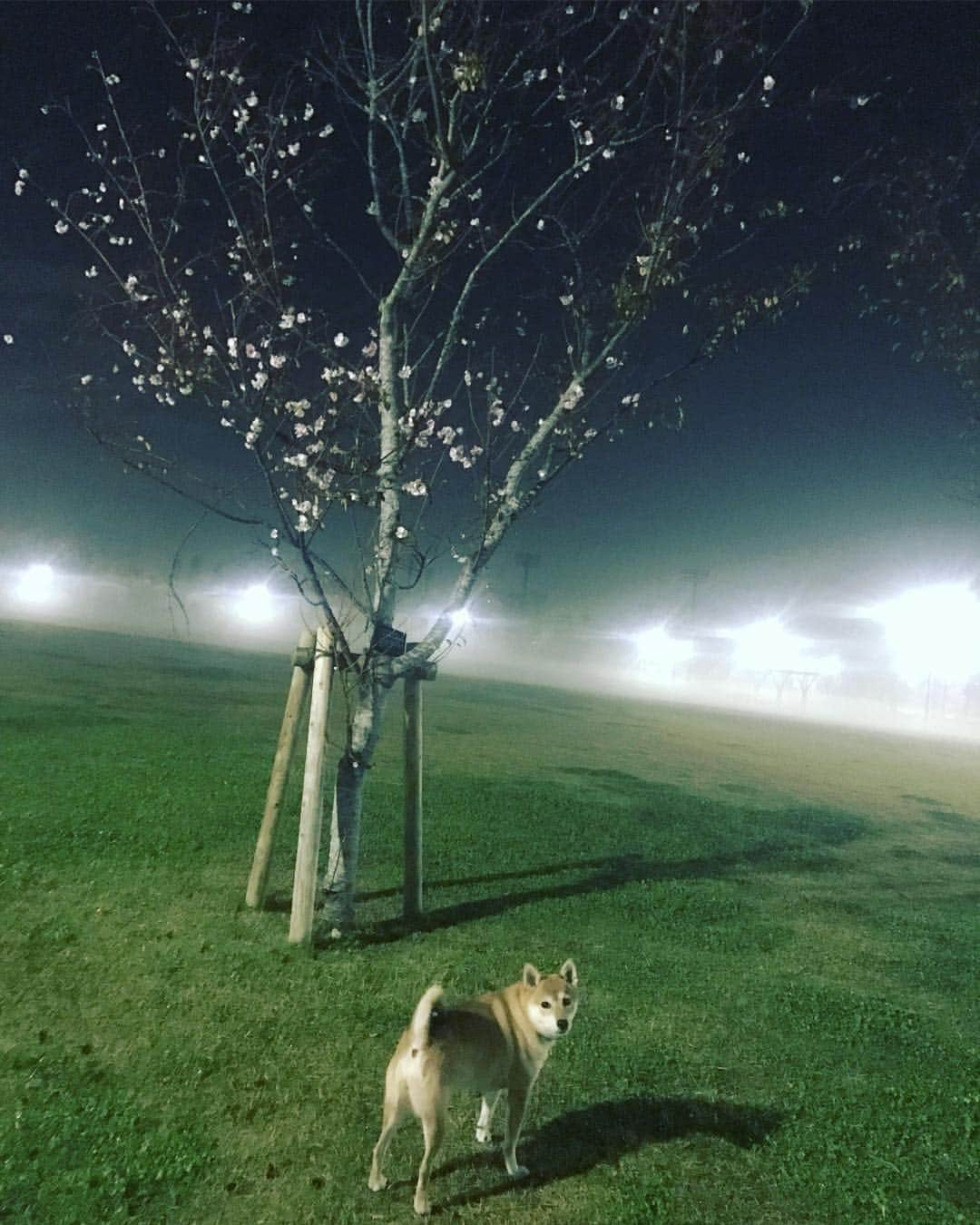 松山まなかさんのインスタグラム写真 - (松山まなかInstagram)「#柴犬 #shibainu #桜 #cherryblossom #十月桜 #マラソン女子」11月6日 1時44分 - manakamatsuyama