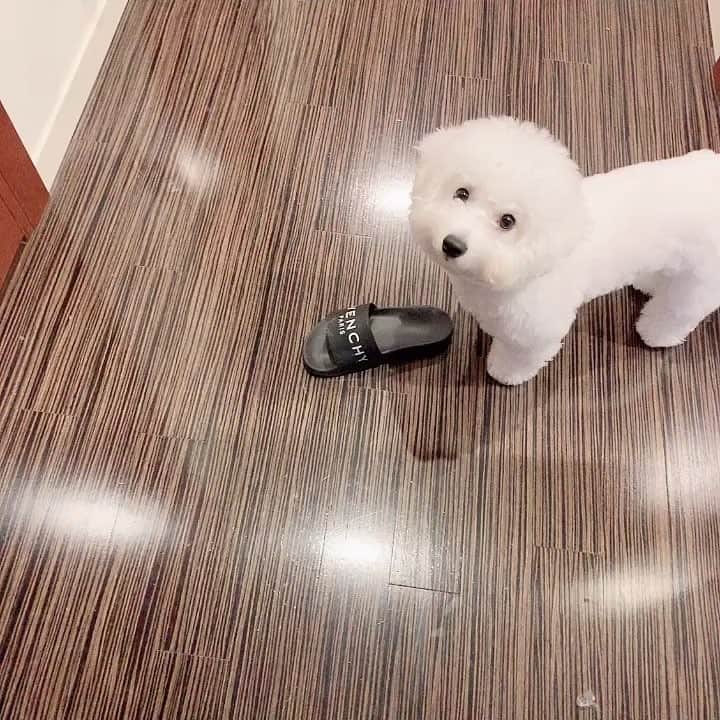 ハナマサのインスタグラム：「現行犯逮捕 #ビションフリーゼ #hanamasagram #ハナマサグラム」